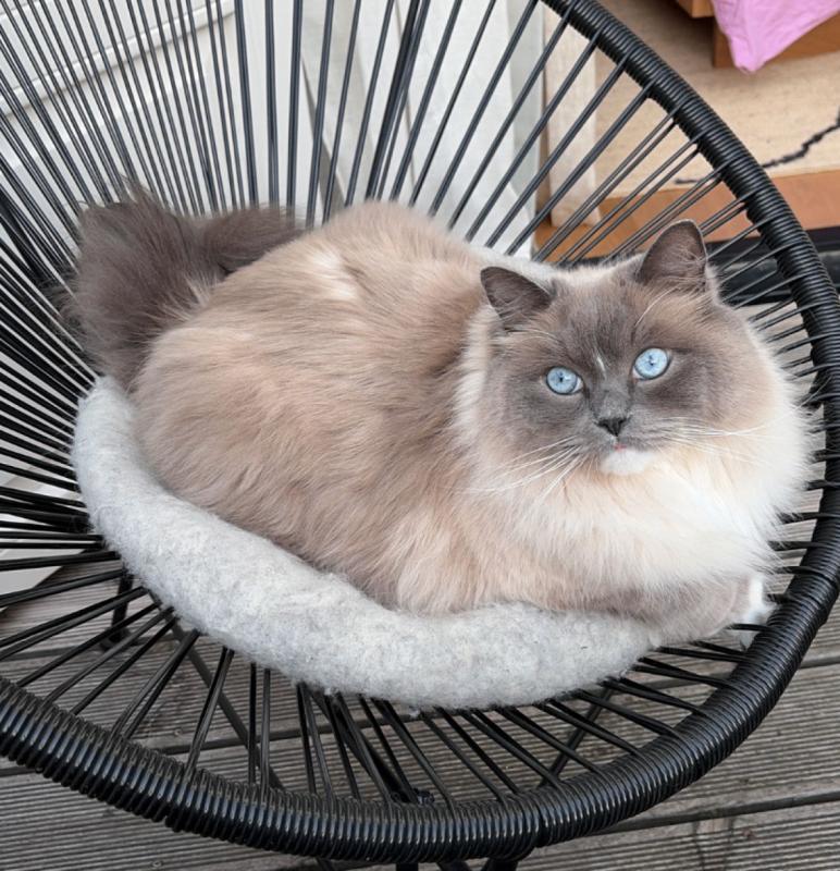 Finn