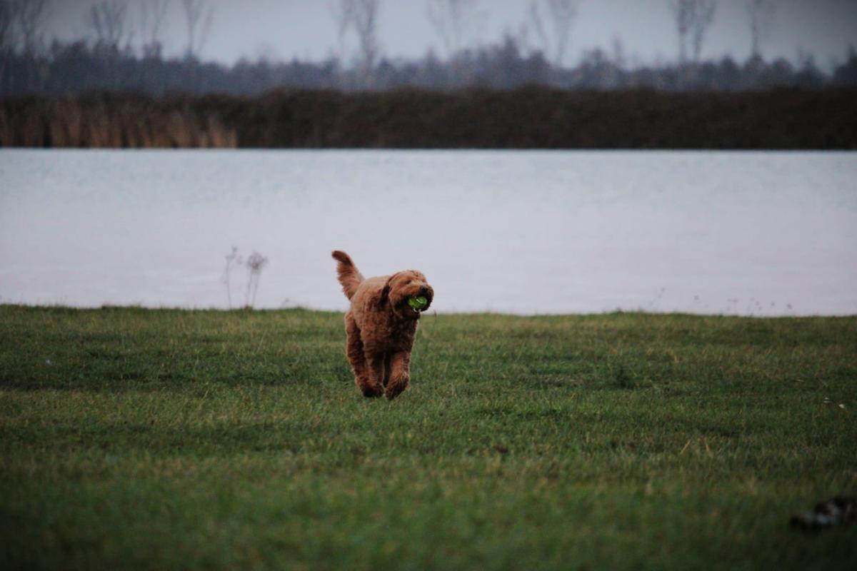 Roos