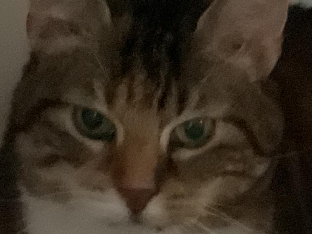Amber
