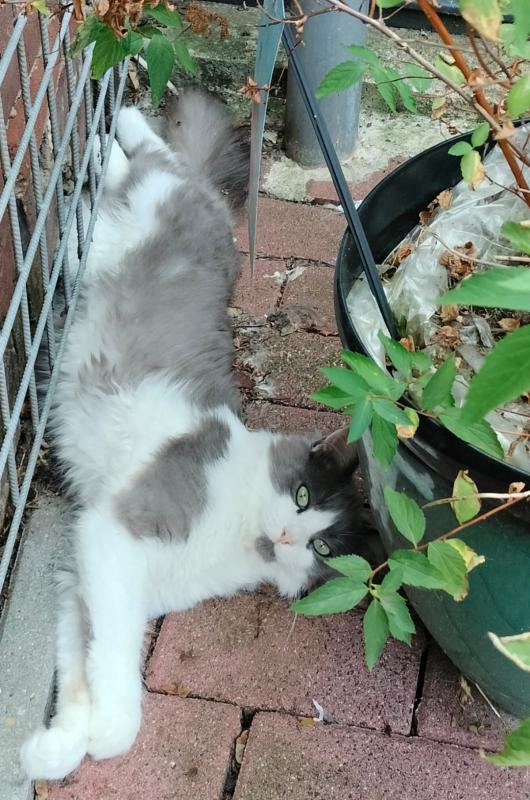 Finn