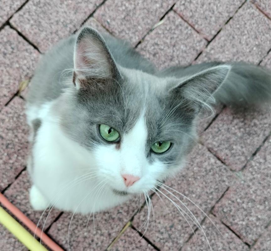 Finn