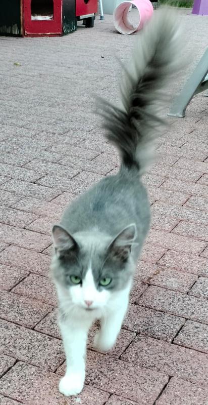Finn