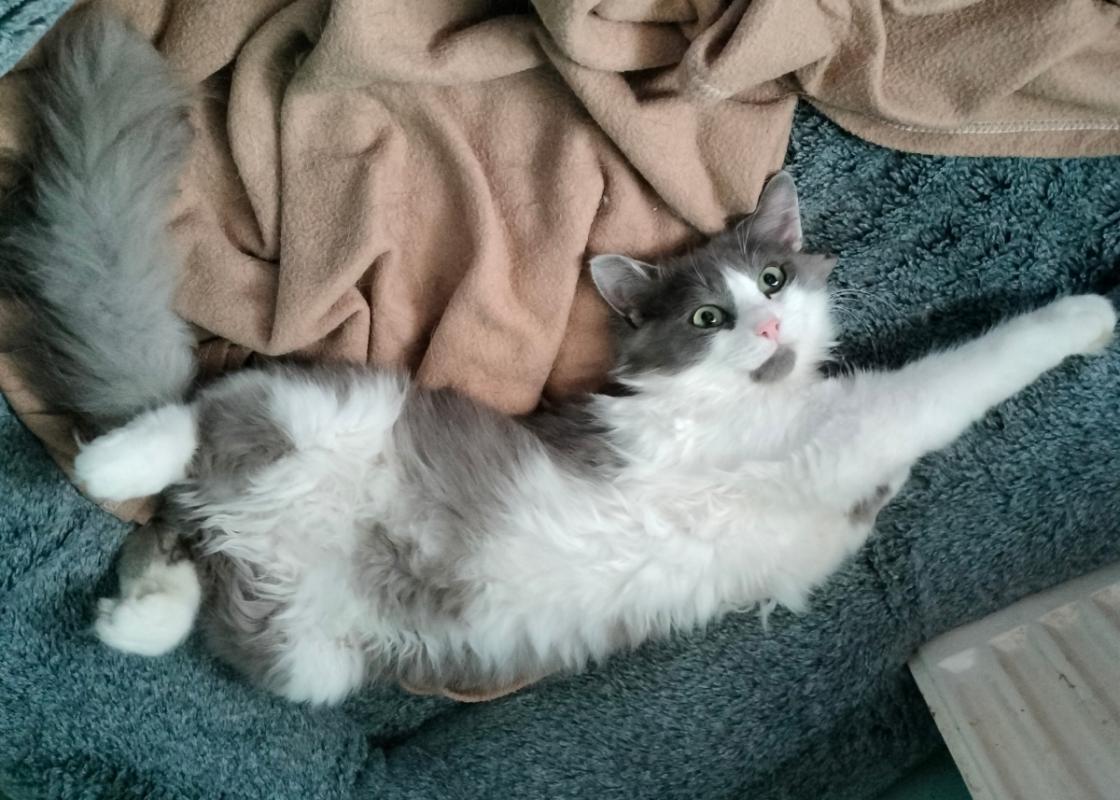 Finn