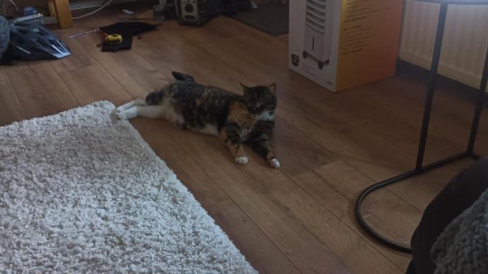 *SPOED* Minoes