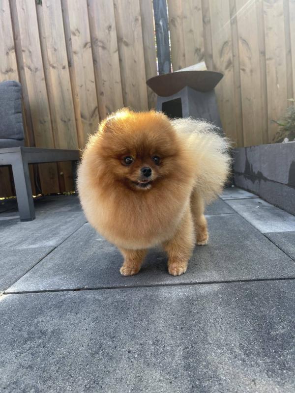 Ziva