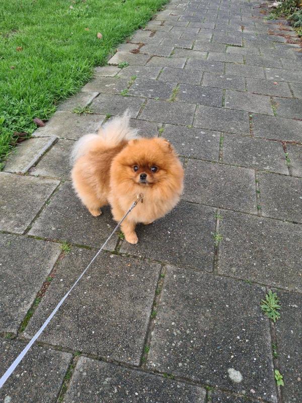 Ziva