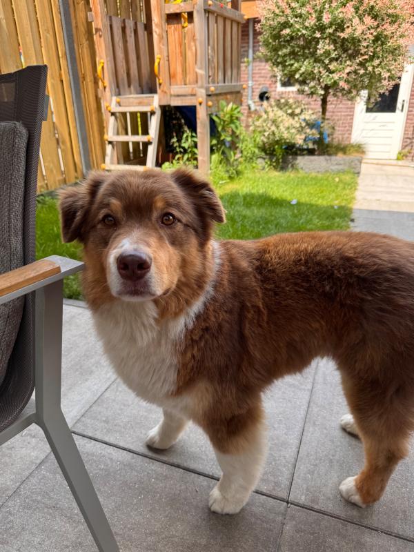 Lio