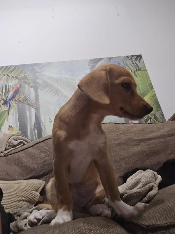 Maia