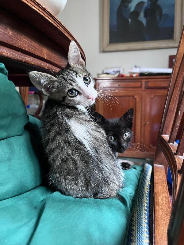 Tino