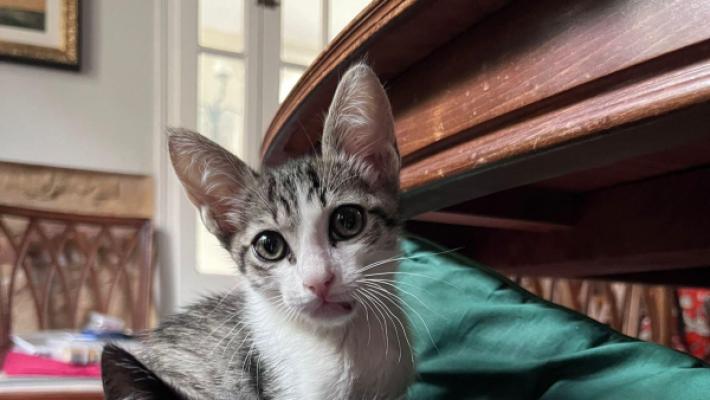 Tino
