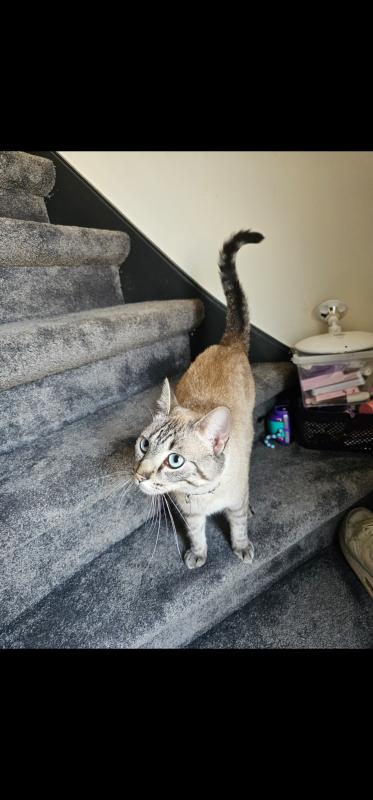 Nala