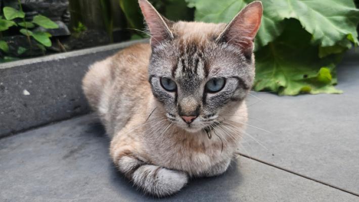 Nala