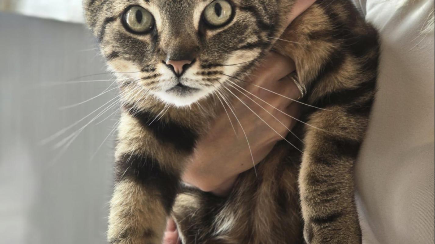 Jaxx
