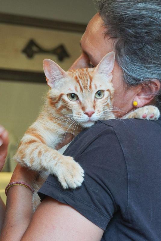 Garfield