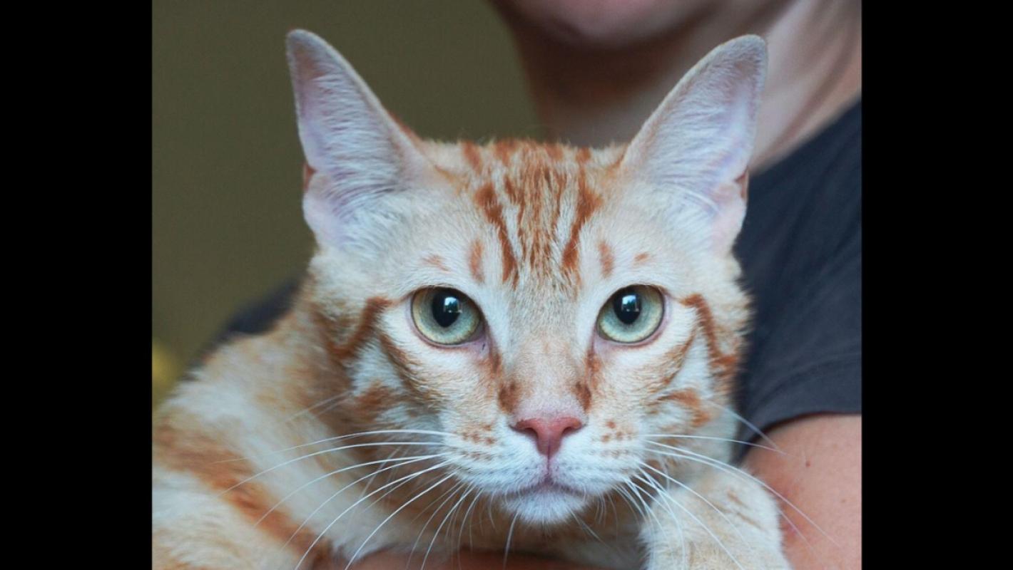 Garfield