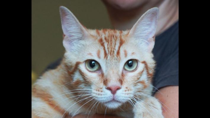 Garfield