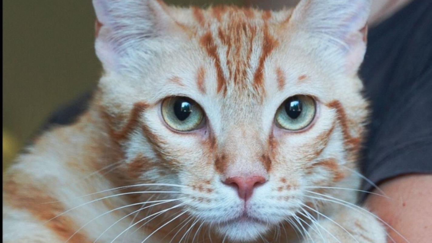 Garfield