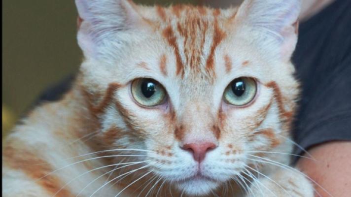 Garfield