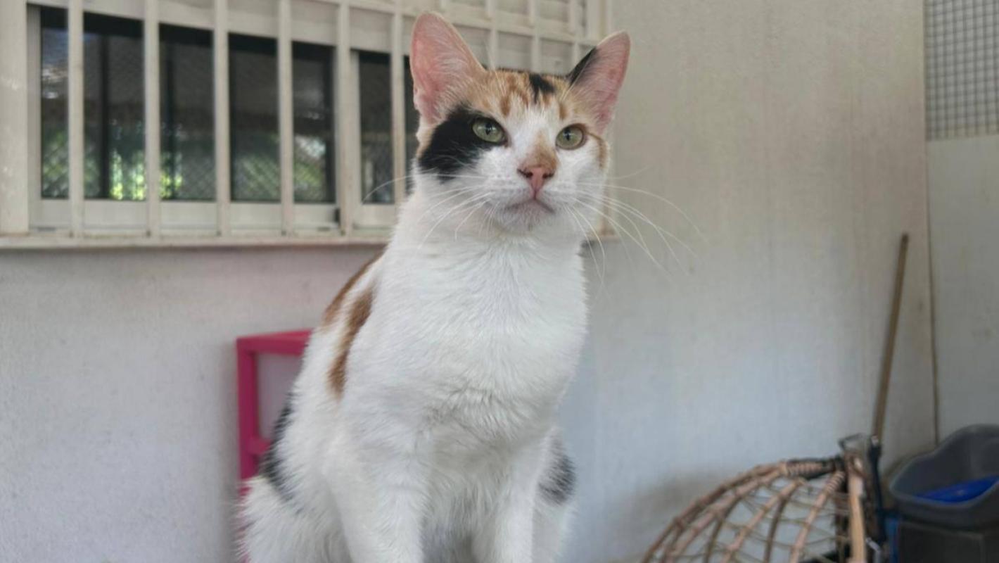 Candy