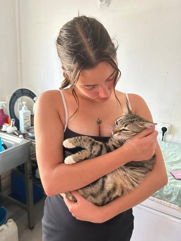 Tigre