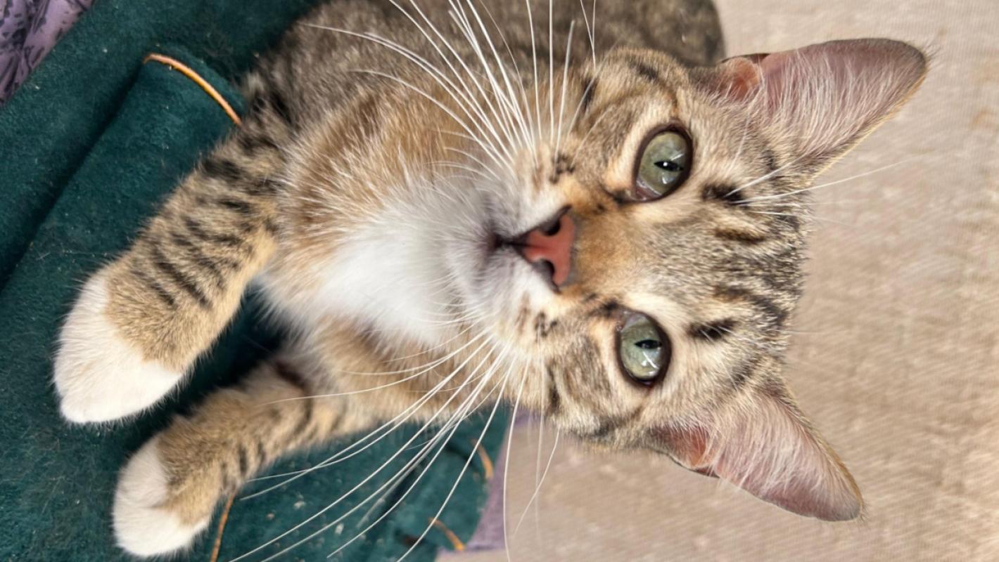 Tigre