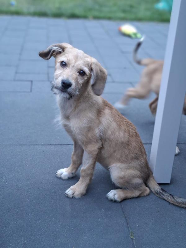Nova