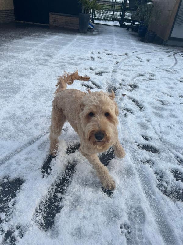 Goldy