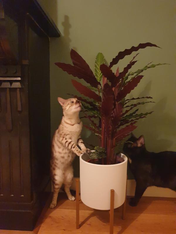 Sjimmie