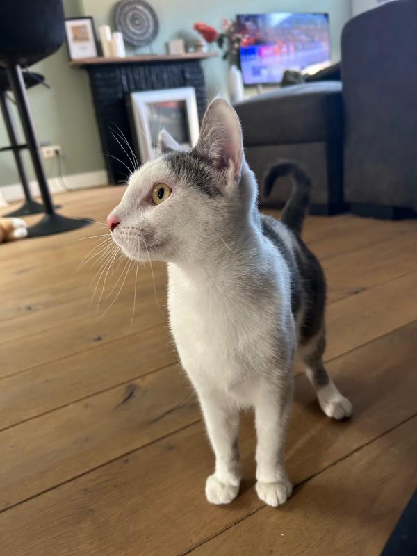 Pip
