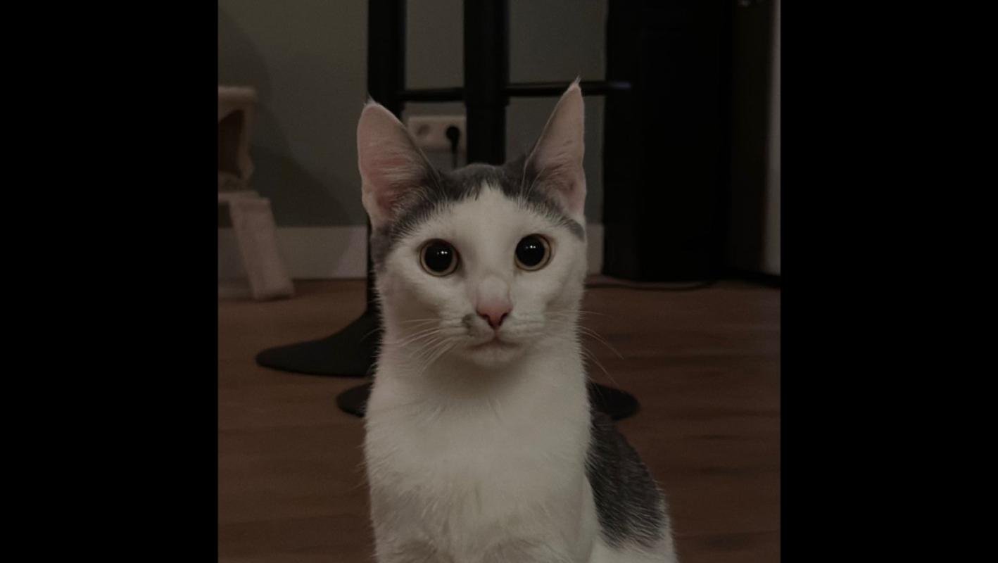 Pip