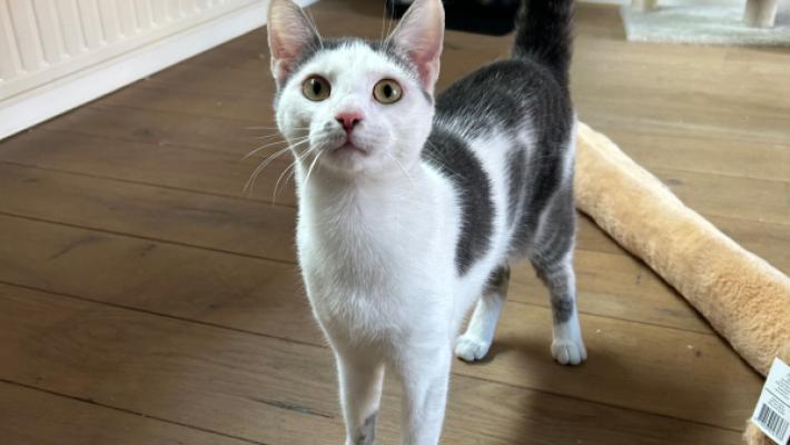 Pip
