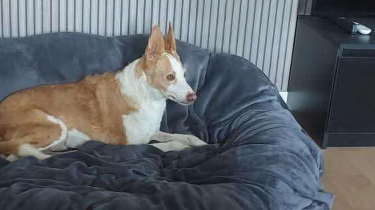 Cooper