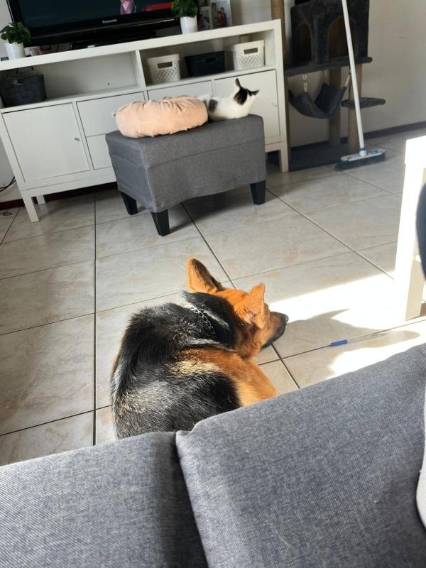 Lotje