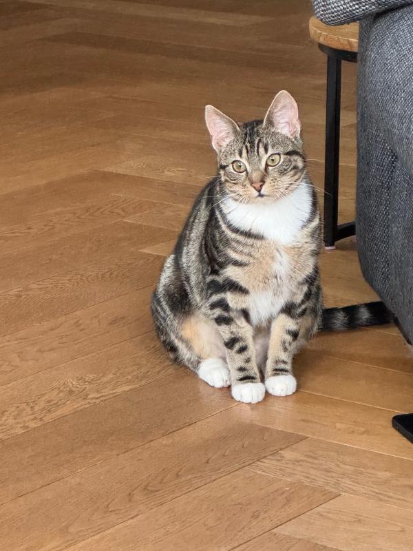 Ayla