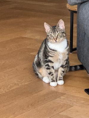 Ayla