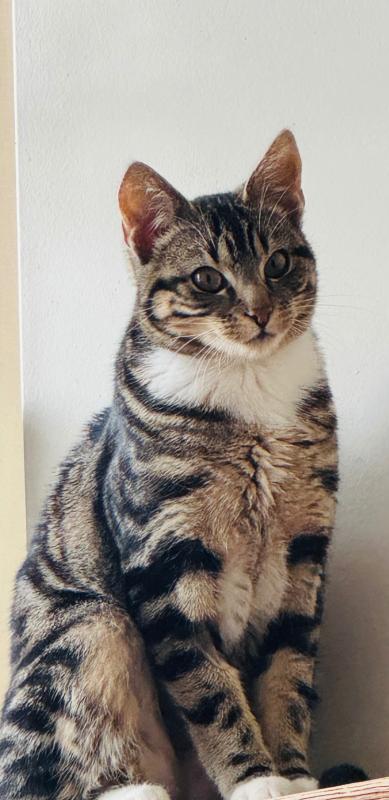 Ayla