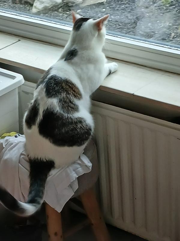 Puk