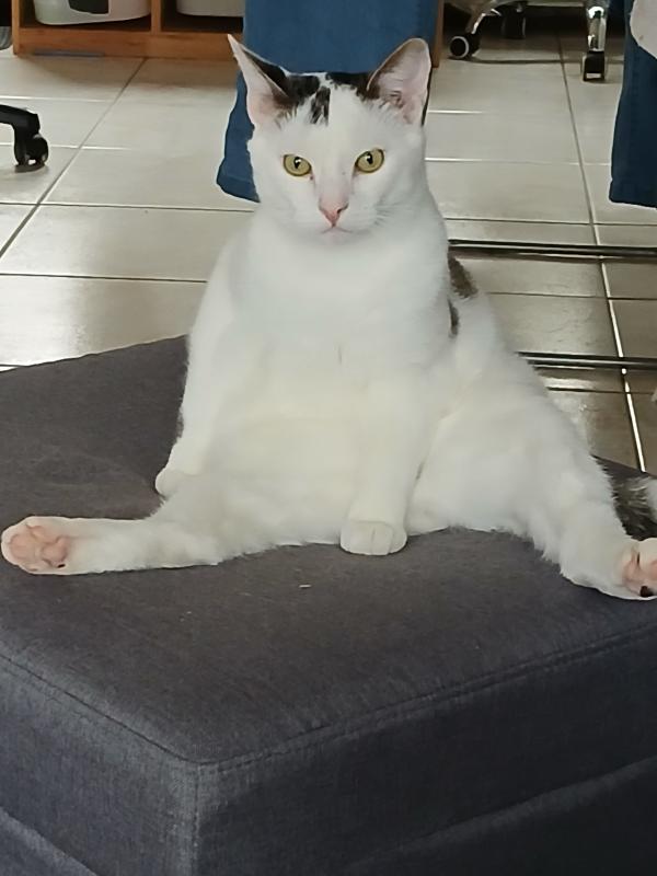 Puk