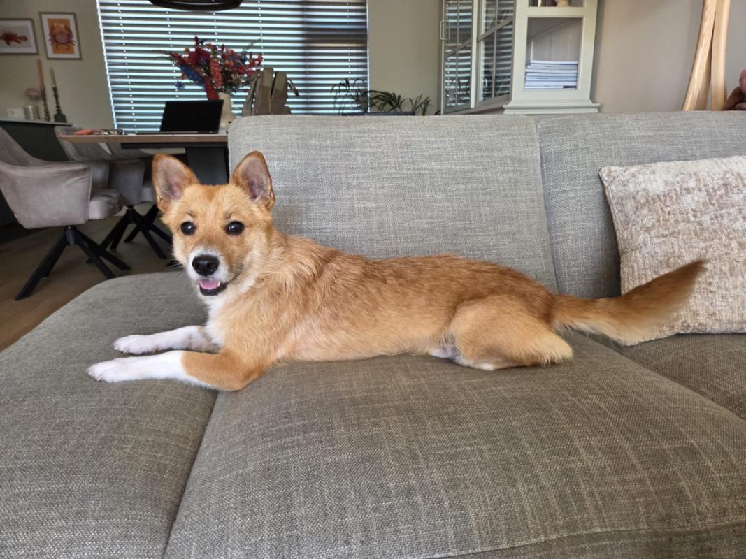 Buddy