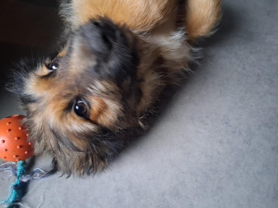 Rocky