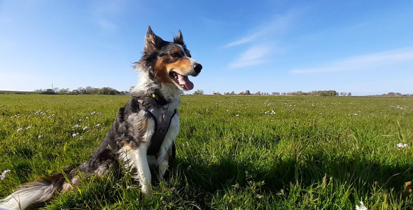 Koos