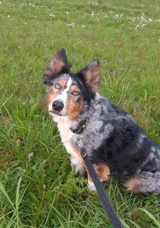 Koos