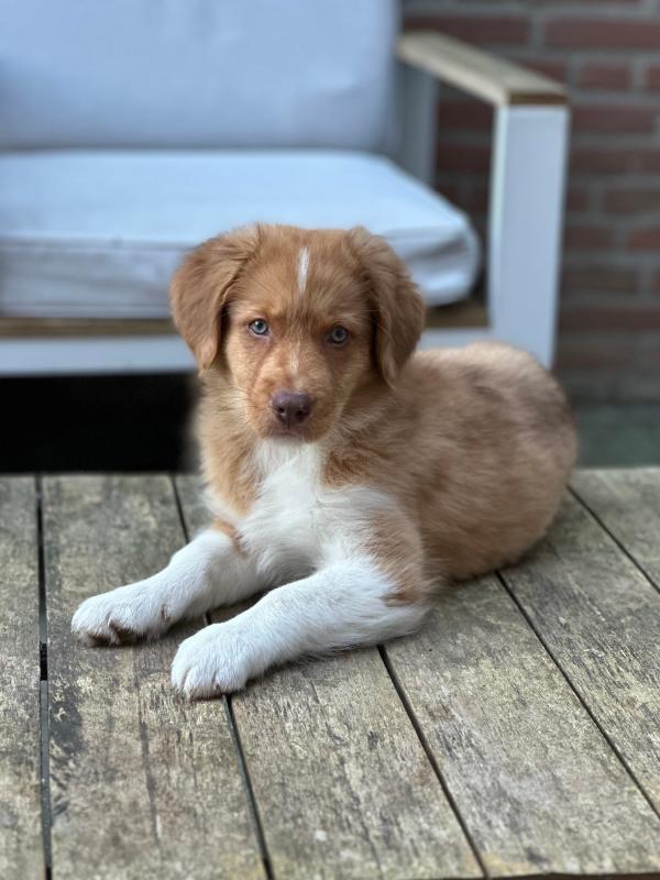 Joop