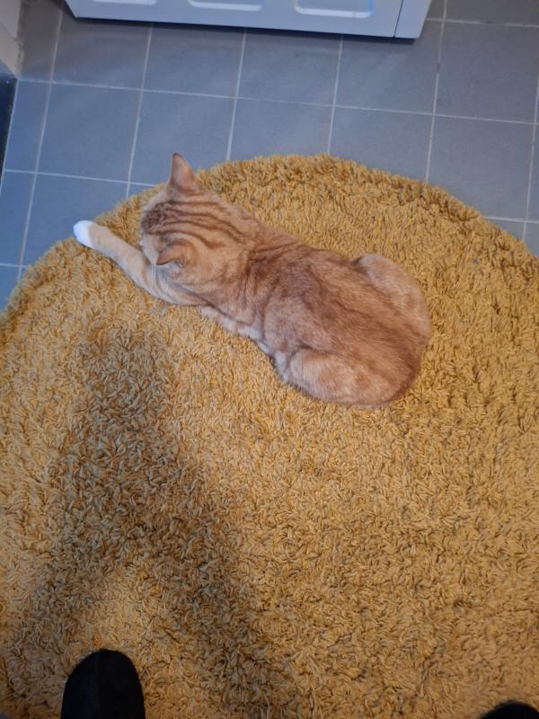 Kees de Kater