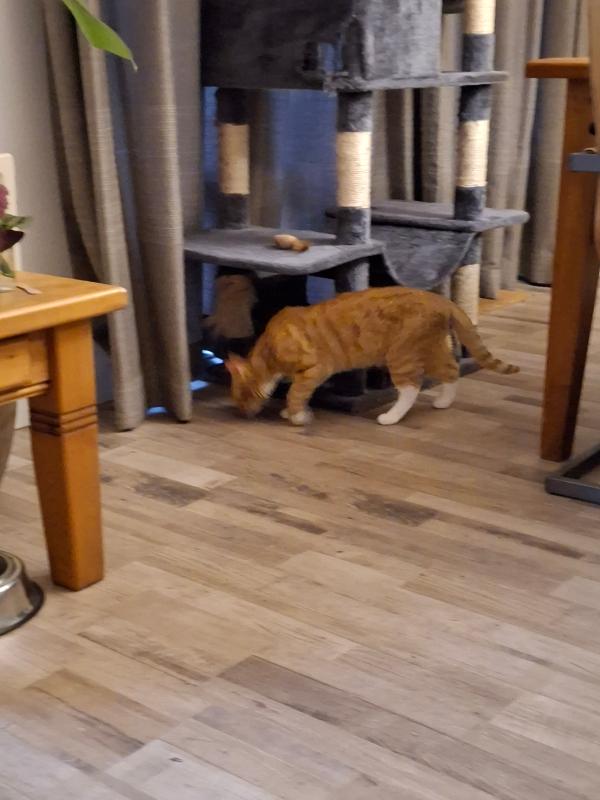 Kees de Kater