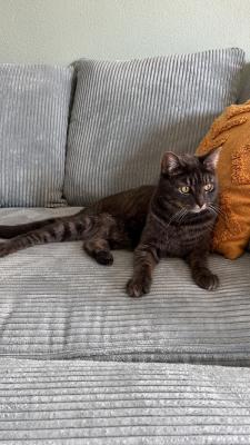 Muis