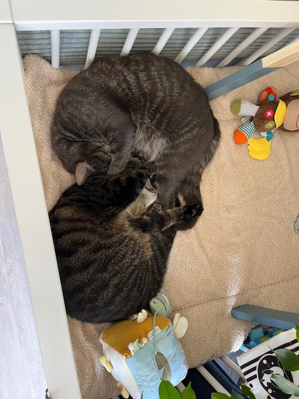 Muis