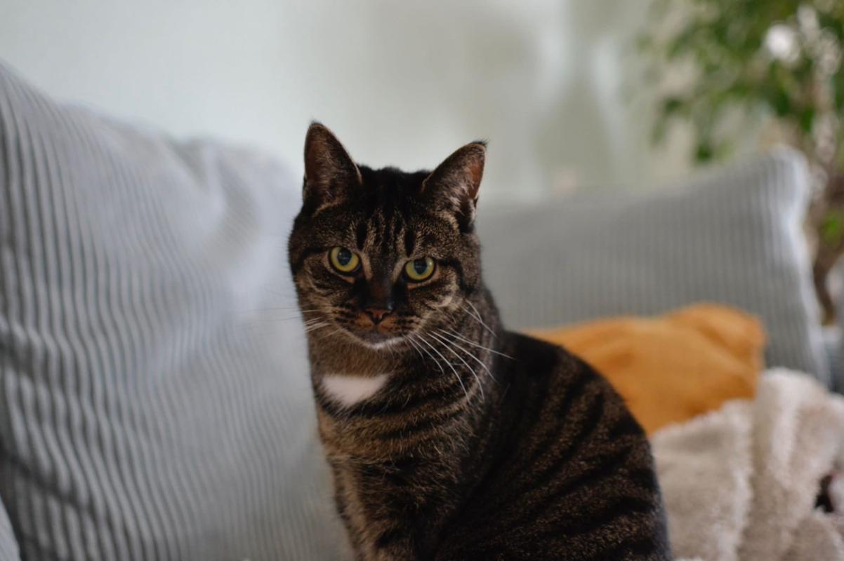 Pip