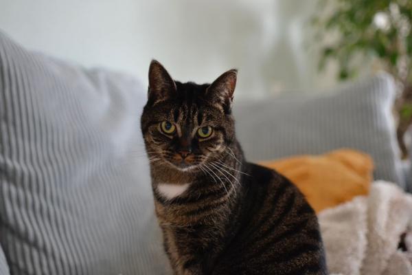 Pip