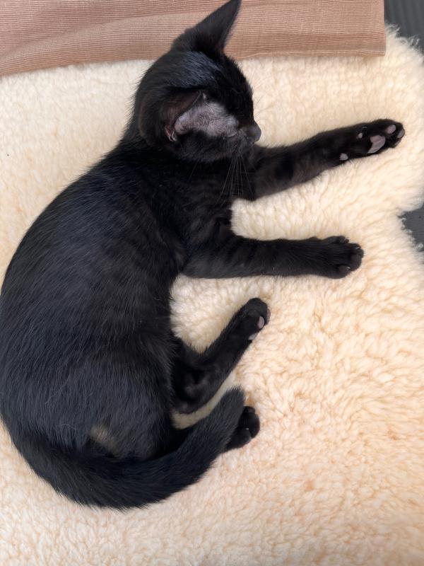 Nala